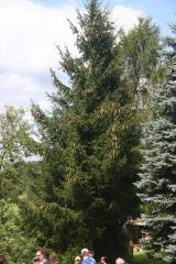 German Saussage Tree